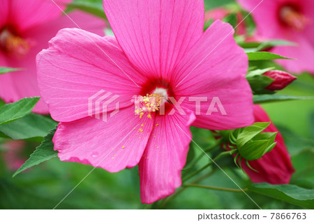 Big American flower Big American flower 7866763