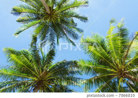 Three palms Three palms 7866810