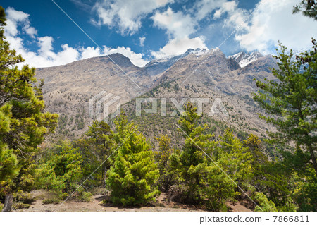 Pine forest in Annapurna trek Pine forest in Annapurna trek 7866811