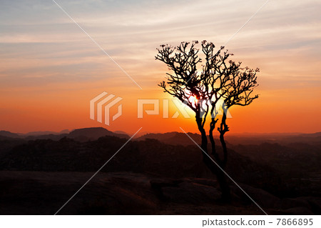 Tree in the sunset sky Tree in the sunset sky 7866895