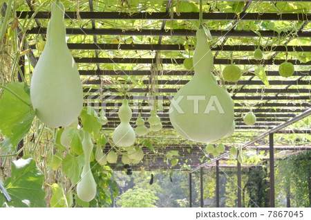 Gourd 7867045