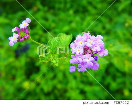Cute little flower of Kobanorantana Cute little flower of Kobanorantana 7867052
