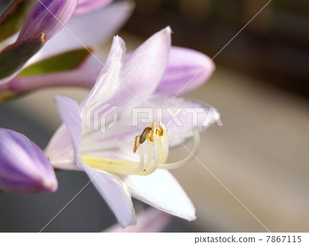 A cool flower of a giboshi (holster): a foliage plant A cool flower of a giboshi (holster): a foliage plant 7867115