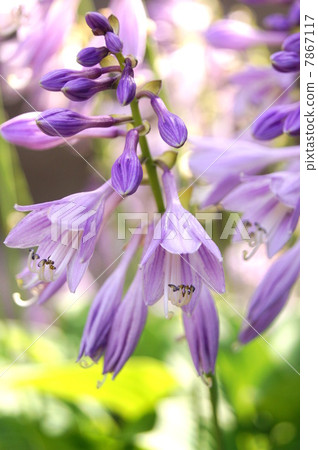 Giboshi（皮套）的一朵很酷的花：一種觀葉植物 7867117