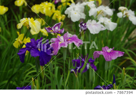 Hanamisa Tsurumai Park 7867394