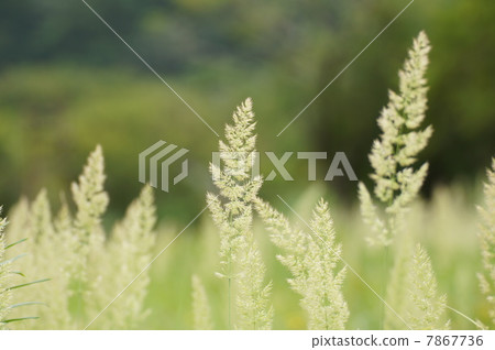 Hakone moist flower garden summer scenery Yamawaawa mountain asphalt Telephoto Hakone moist flower garden summer scenery Yamawaawa mountain asphalt Telephoto 7867736