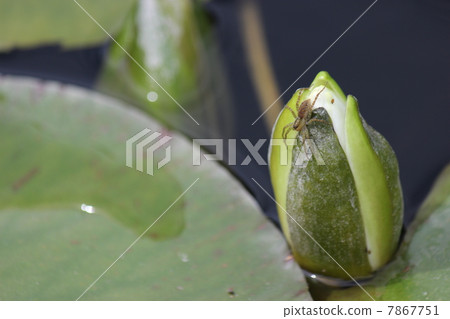 Water lilies and spiders Water lilies and spiders 7867751