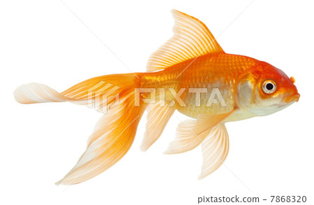 gold fish isolated on white gold fish isolated on white 7868320