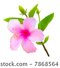 Hibiscus tropical flower. Vector plant blossom 7868564