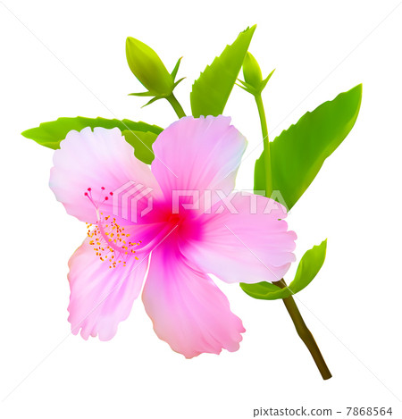 Hibiscus tropical flower. Vector plant blossom Hibiscus tropical flower. Vector plant blossom 7868564