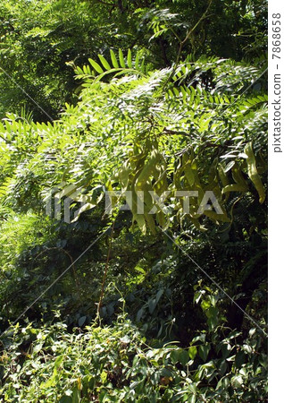 扭曲的甜豆腐 7868658