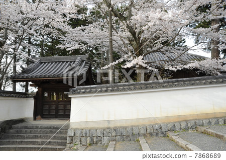 Cherry blossoms at Kyoto Nanzenji 7868689