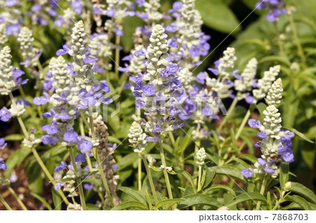 藍紫羅蘭花Salvia Farinassea'Strata' 藍紫羅蘭花Salvia Farinassea'Strata' 7868703