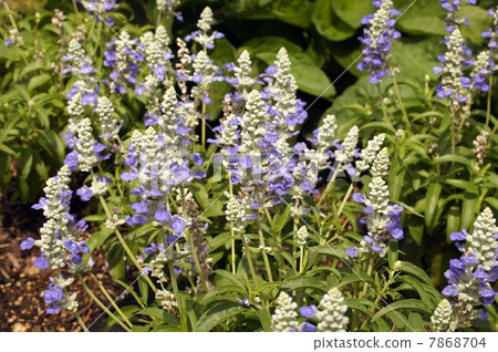 藍紫羅蘭花Salvia Farinassea'Strata' 藍紫羅蘭花Salvia Farinassea'Strata' 7868704