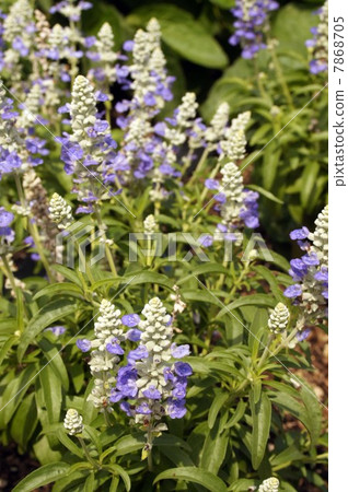 Blue violet flower Salvia Farinassea 'Strata' 7868705
