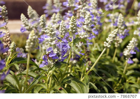 Blue violet flower Salvia Farinassea 'Strata' 7868707