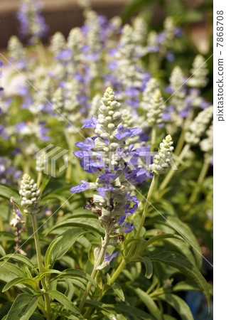 藍紫羅蘭花Salvia Farinassea'Strata' 藍紫羅蘭花Salvia Farinassea'Strata' 7868708