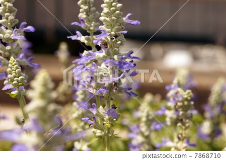 Blue violet flower Salvia Farinassea 'Strata' Blue violet flower Salvia Farinassea 'Strata' 7868710
