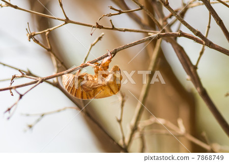 Cicadian貝殼昆蟲圖片素材 7868749