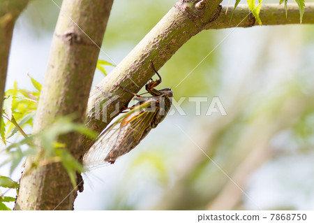 動物昆蟲圖片素材 7868750