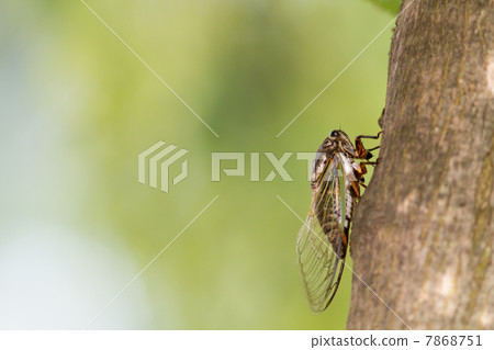 動物昆蟲圖片素材 7868751