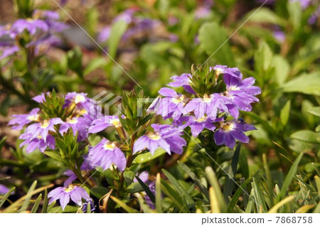 藍花的鮮花 7868758