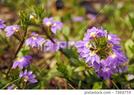 Blue Flower's cool flowers Blue Flower's cool flowers 7868759