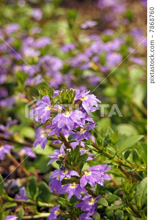 Blue Flower's cool flowers Blue Flower's cool flowers 7868760