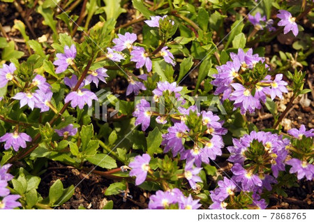 Blue Flower's cool flowers 7868765