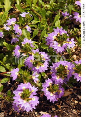 Blue Flower's cool flowers Blue Flower's cool flowers 7868766