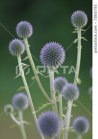 Flower of continental origin Flower of threatened species Higotai 7868793