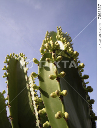 Cactus Cactus 7868857