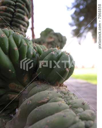 Cactus 7868858