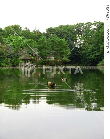 新鮮的綠色Shakujii公園 7868983