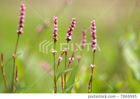 Inutaden who began to bloom: Red Manma (idyllic landscape) 7868995