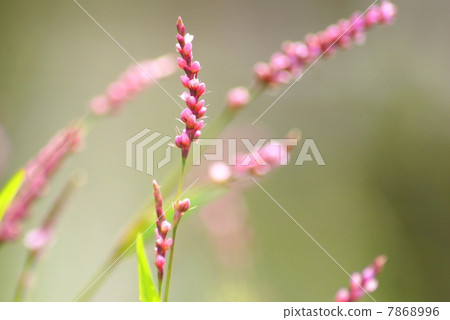 Inutaden who began to bloom: Red Manma (idyllic landscape) 7868996