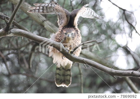 Yorotaka's young bird 7869092