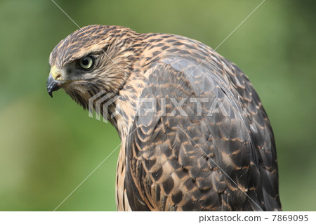 Yorotaka's young bird 7869095