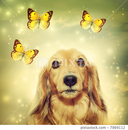 臘腸犬和蝴蝶 7869112
