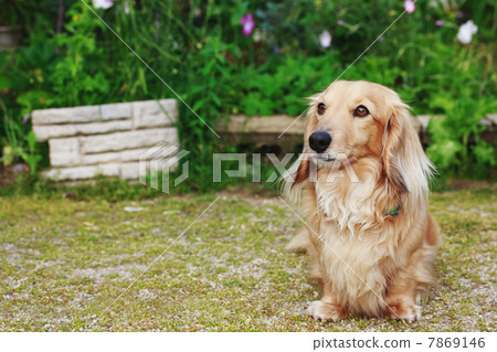 迷你臘腸犬在花園裡 迷你臘腸犬在花園裡 7869146