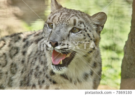 雪豹（雪豹） 7869180