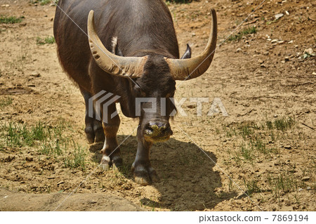 water buffalo 7869194