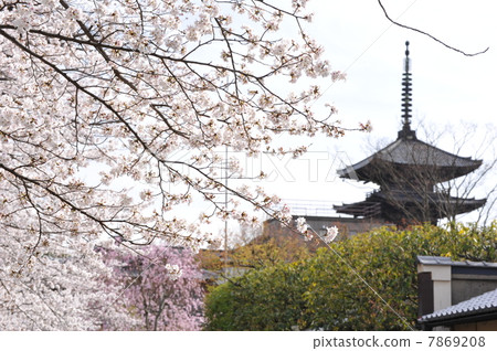 Tower and cherry blossoms in Yasaka, Kyoto Tower and cherry blossoms in Yasaka, Kyoto 7869208