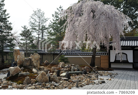 Kyoto's Kodaiji Temple Cherry Blossoms Kyoto's Kodaiji Temple Cherry Blossoms 7869209