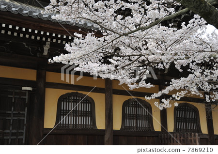 Cherry blossoms at Kyoto Nanzenji Cherry blossoms at Kyoto Nanzenji 7869210
