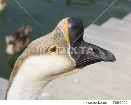 Cancer bird 7869211