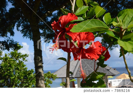 Hibiscus Hibiscus 7869216