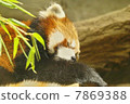 Lesser panda 7869388