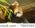 Lesser panda 7869389