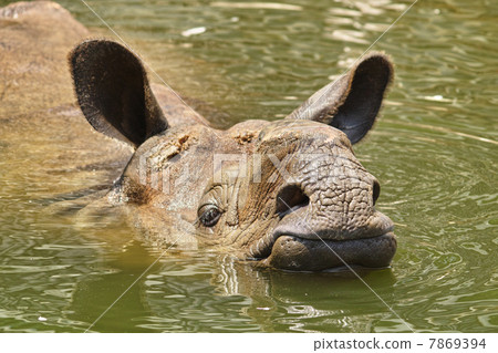 印度戒指 7869394